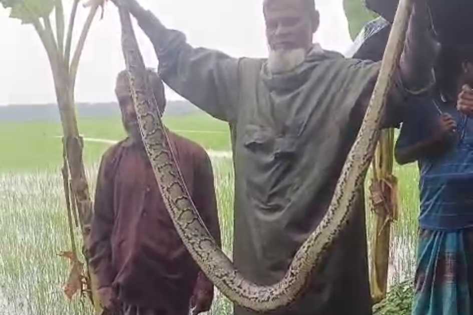 10-foot python rescued from fishing net in bagerhat