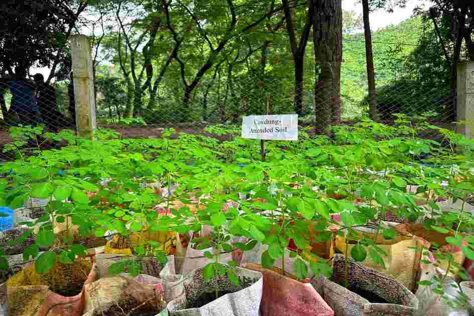 AUW Green Bangle Project plants 500 moringa saplings in campus sustainability drive