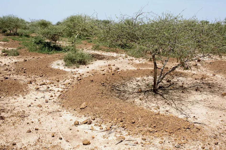Sahel water reserves rebound as stronger monsoons recharge aquifers  