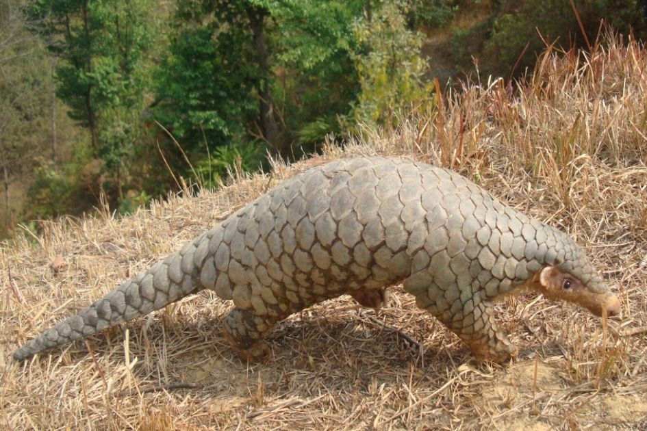Ancient DNA confirms Nepal's 'Chinese pangolin' is Himalayan species