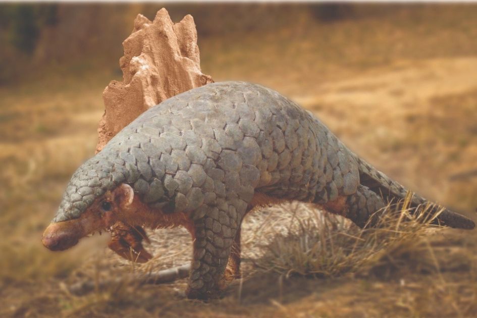 Ancient DNA confirms Nepal's 'Chinese pangolin' is Himalayan species