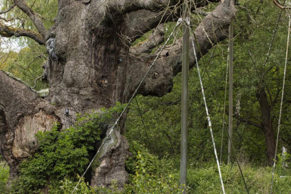 Ancient Robin Hood oak dies after 1,200 years in Sherwood Forest
