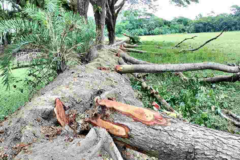 Around 200 trees uprooted in Patuakhali embankment repair work, locals allege