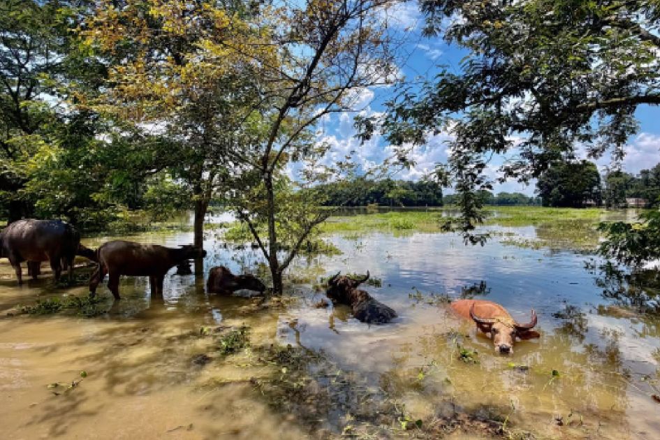 Assam labourer becomes lifeline for 2,000 people trapped by floods