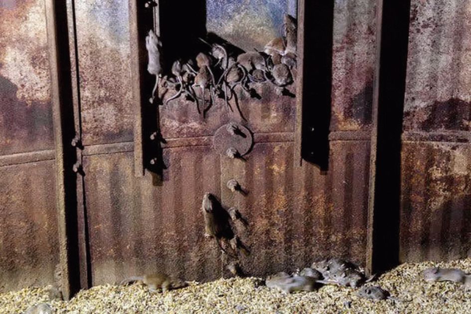 Australian farmers battle massive mouse plague as crops and homes overrun