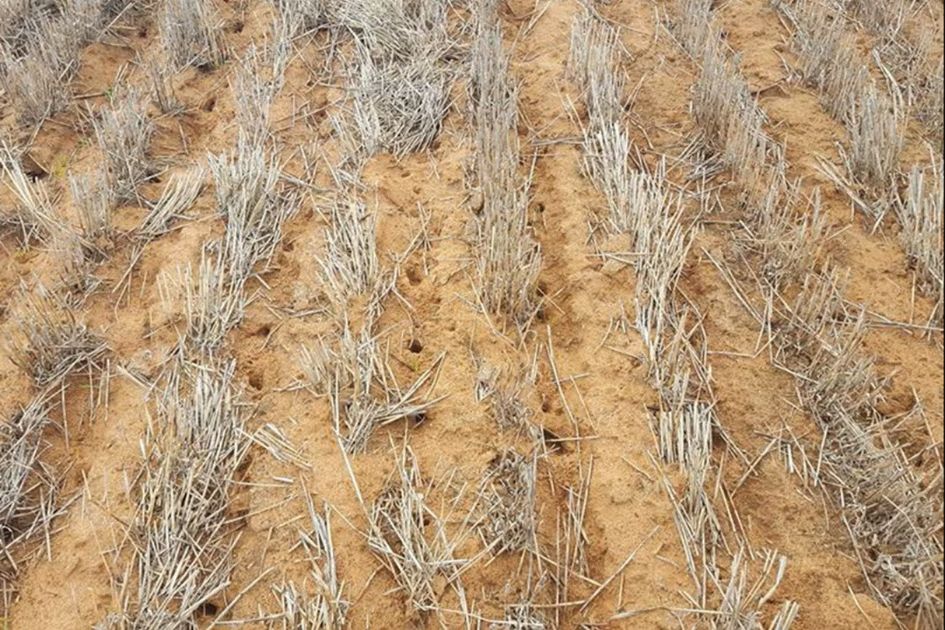 Australian farmers battle massive mouse plague as crops and homes overrun