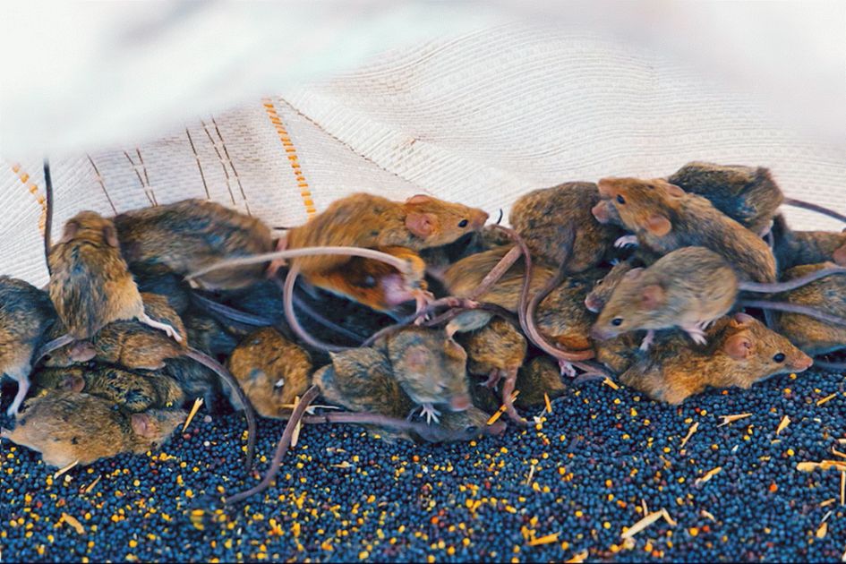 Australian farmers battle massive mouse plague as crops and homes overrun