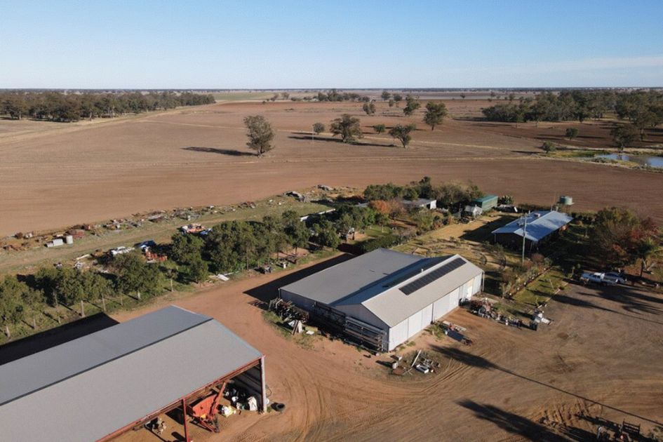 Australian farmers battle massive mouse plague as crops and homes overrun