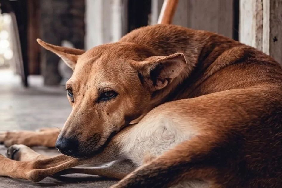 Bangladesh HC questions street dog removal, orders humane management plan