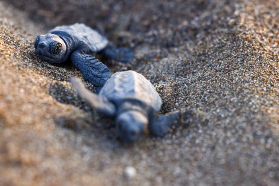 Rising Ocean Temperatures Endanger Turkey’s Loggerhead Turtles Ahead of COP31 Summit Rising Ocean Temperatures Endanger Turkey’s Loggerhead Turtles Ahead of COP31 Summit