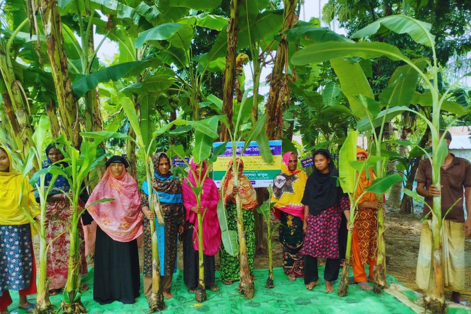 Farmer-led banana exchanges enrich Barind agrobiodiversity, study says