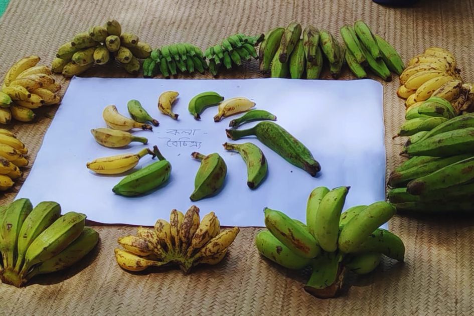 Farmer-led banana exchanges enrich Barind agrobiodiversity, study says