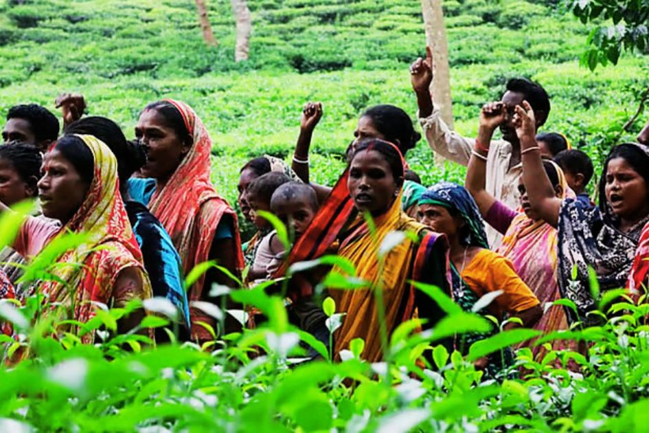 Colonial scars still shape Bangladesh tea workers’ struggle for rights