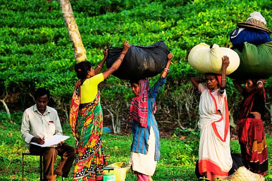 Colonial scars still shape Bangladesh tea workers’ struggle for rights