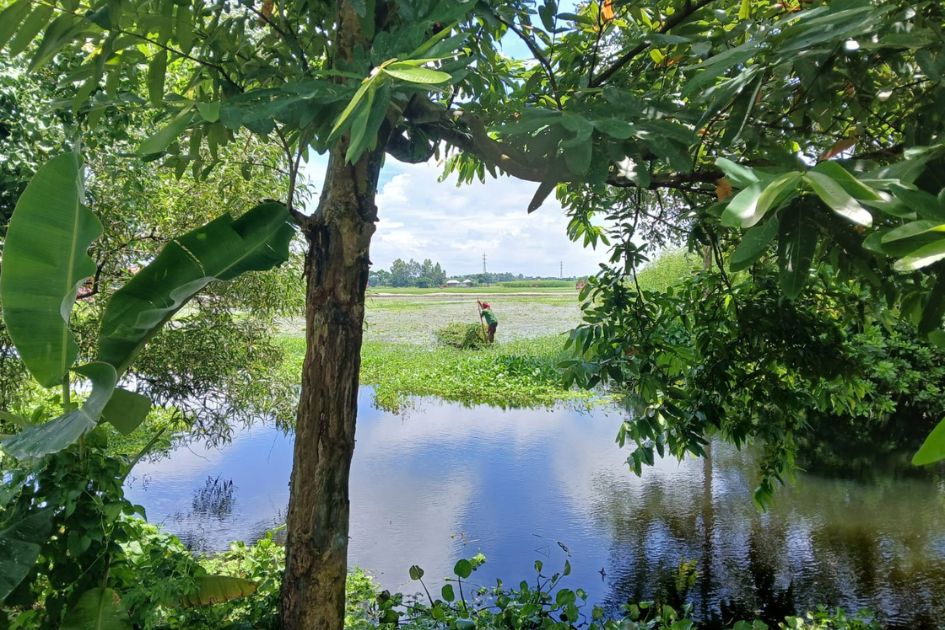 As canals choke, fish, jobs and songs fade from Bangladesh wetland