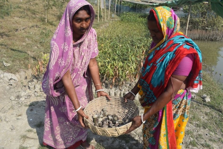 Bangladesh coastal women turn to mangroves for safety, livelihoods
