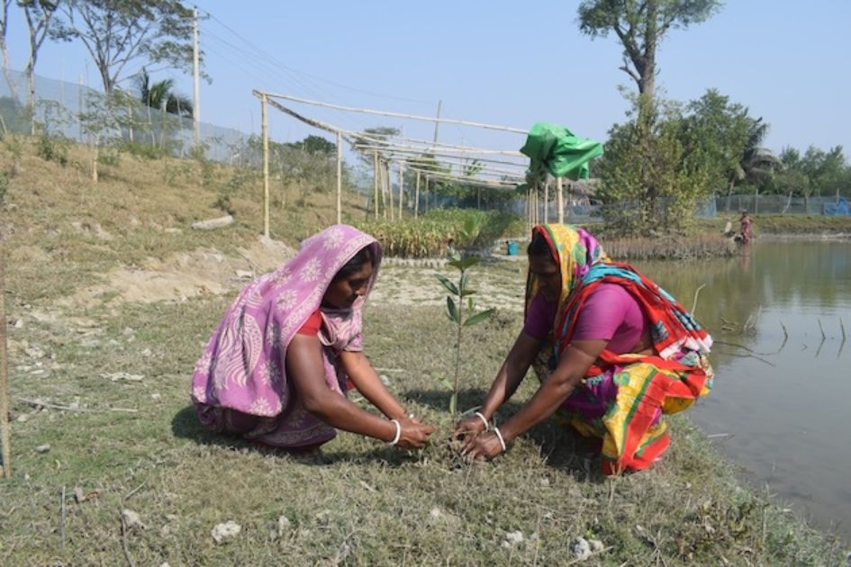 Bangladesh coastal women turn to mangroves for safety, livelihoods