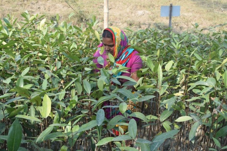 Bangladesh coastal women turn to mangroves for safety, livelihoods