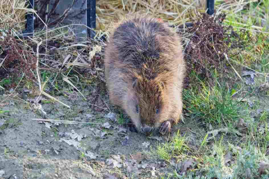 Beavers return to Bedfordshire after 400 years in landmark release