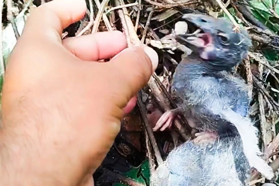Bird nests fall as trees cut in Bangladesh, killing chicks and eggs