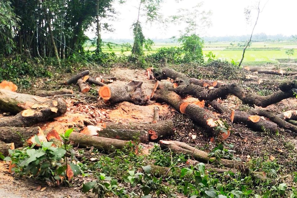 Bird nests fall as trees cut in Bangladesh, killing chicks and eggs