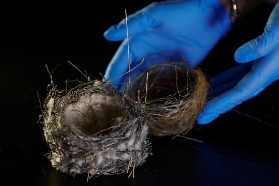 Bird nests woven with fibre-optic cables reveal Ukraine war impact