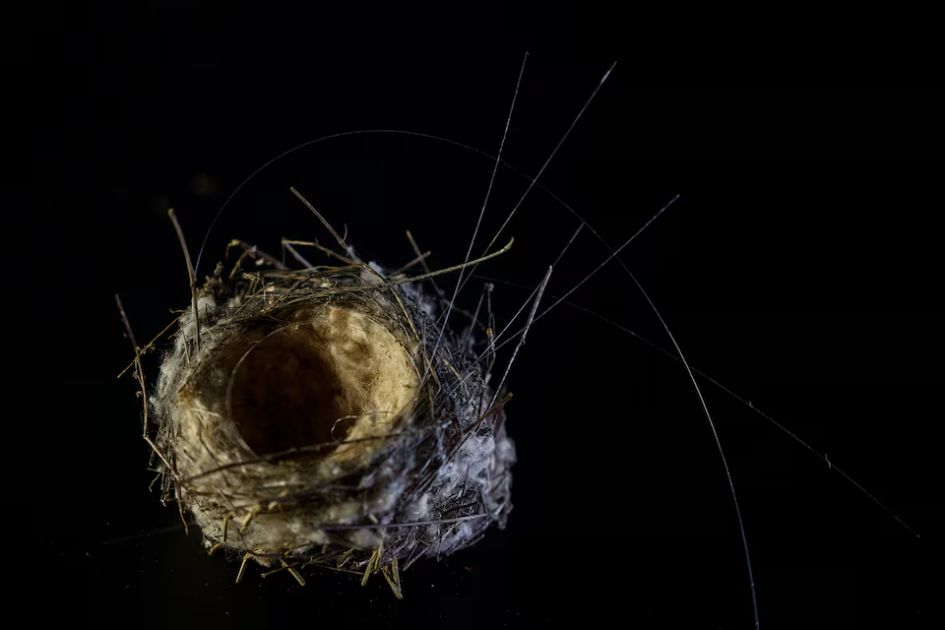 Bird nests woven with fibre-optic cables reveal Ukraine war impact