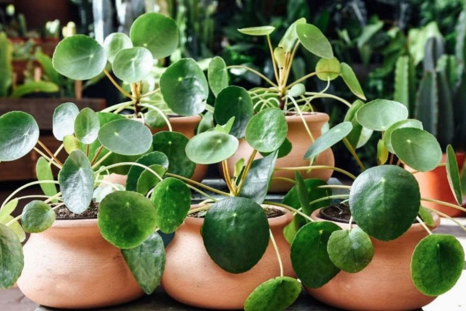 Chinese Money Plant study reveals hidden mathematical pattern in leaf growth