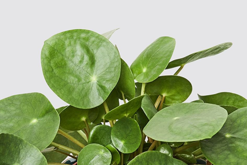 Chinese Money Plant study reveals hidden mathematical pattern in leaf growth