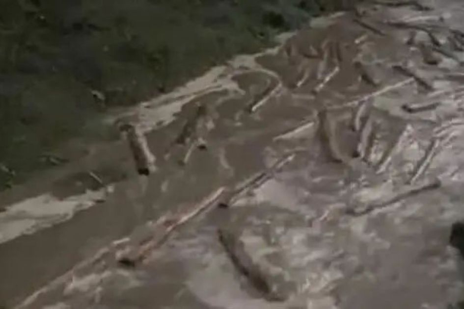 Chittagong University seizes 76 trees in anti-logging drive