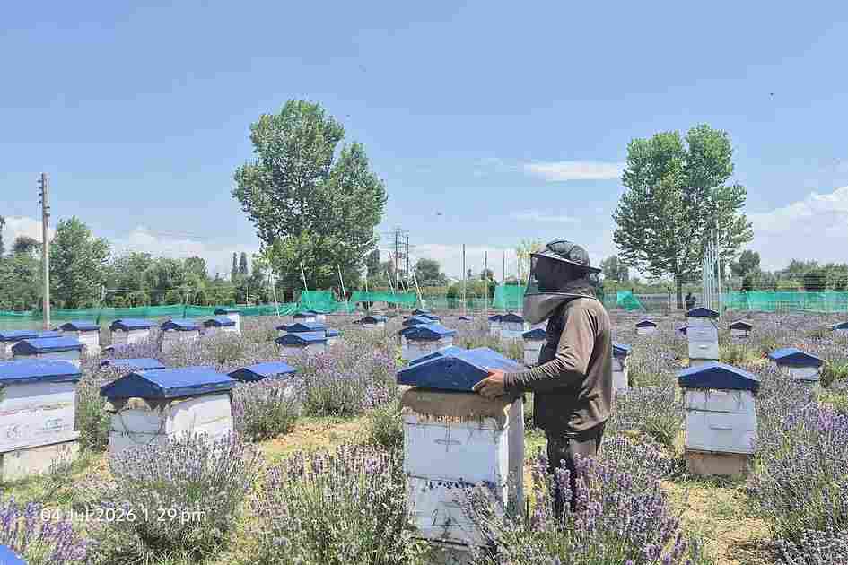 Climate change empties Kashmir’s beehives, threatening beekeepers’ livelihoods