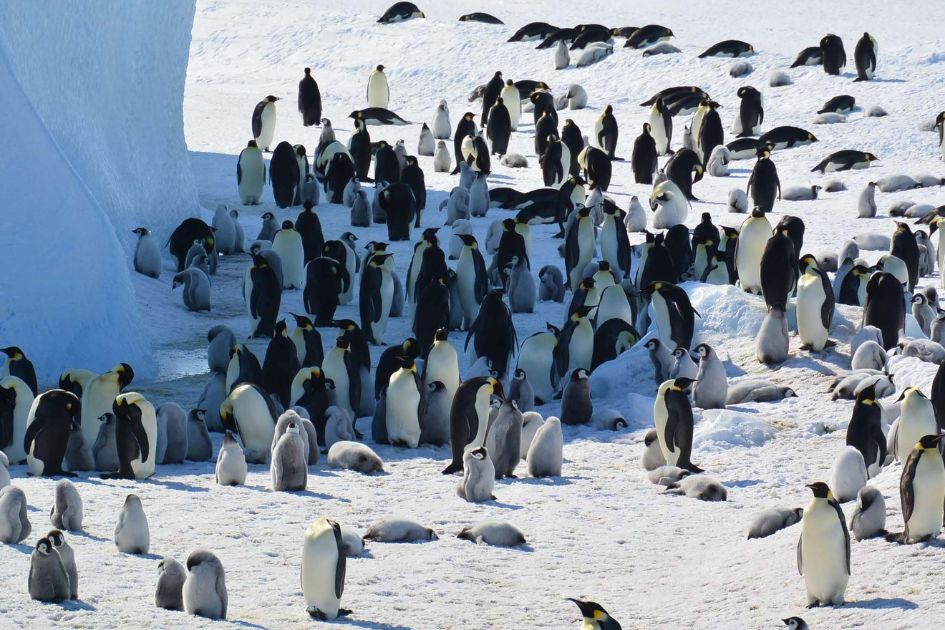 Climate change pushes emperor penguin fur seal onto Endangered list