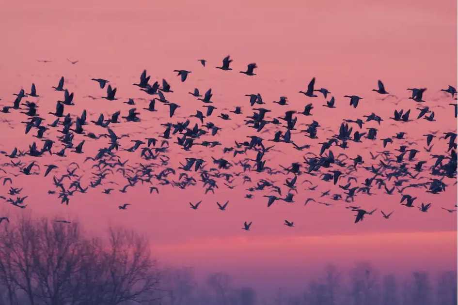 Climate change redraws wildlife migration maps as species search for survival