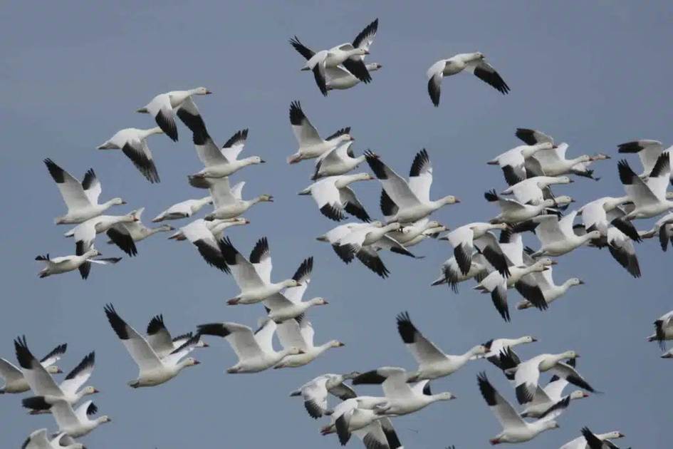 Climate change redraws wildlife migration maps as species search for survival