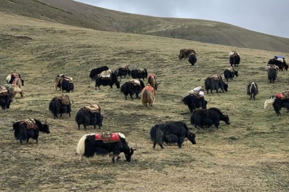 Climate change strains Nepal’s yak herding traditions