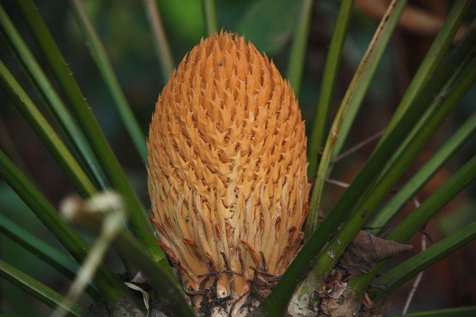 Cycas: The lost emperor of the dinosaur era and the tale of a living fossil