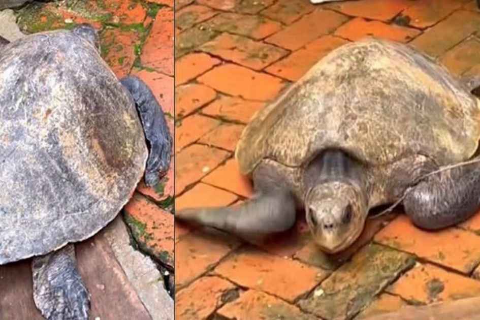 Fisheries department rescues 32.5 kg roadside turtle in Madaripur