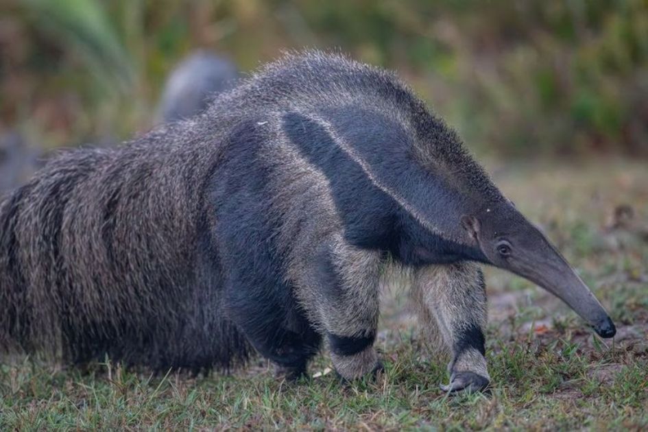 Giant anteaters shift activity to cooler hours as climate warms