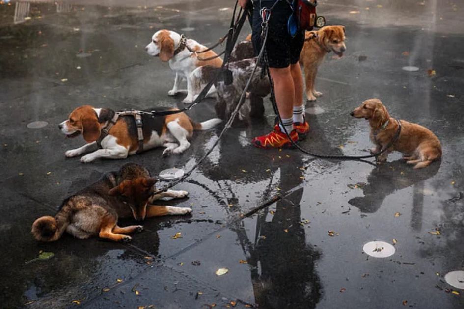 Heatwave sweeps Europe as 40 drown in France seeking relief