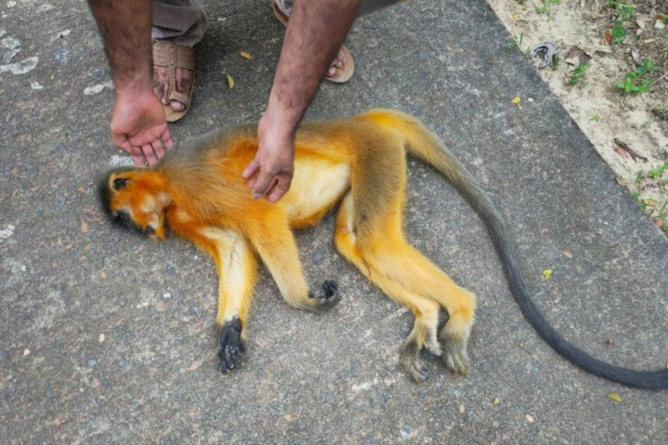 Endangered capped leaf monkey killed in Moulvibazar road crash