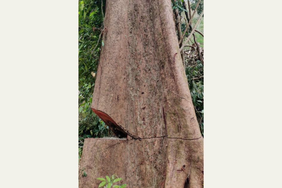 Illegal logging ravages Bandarban's Dim Pahar forests, streams dry up