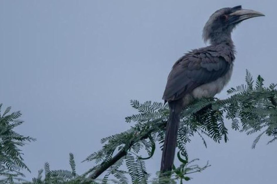 Indian Grey Hornbills breed for fourth straight year after Gir return
