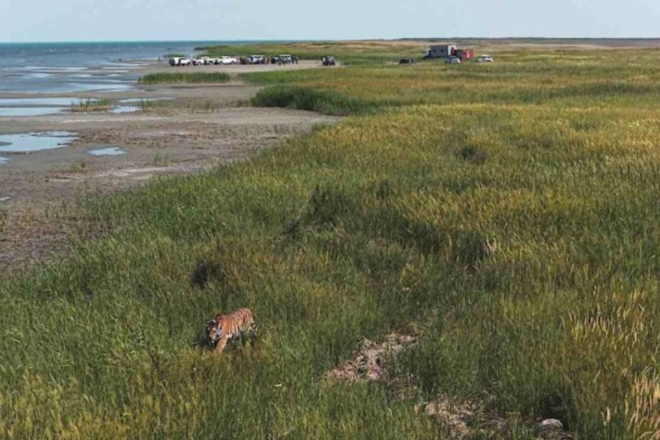 Kazakhstan releases first tiger into wild in landmark rewilding effort