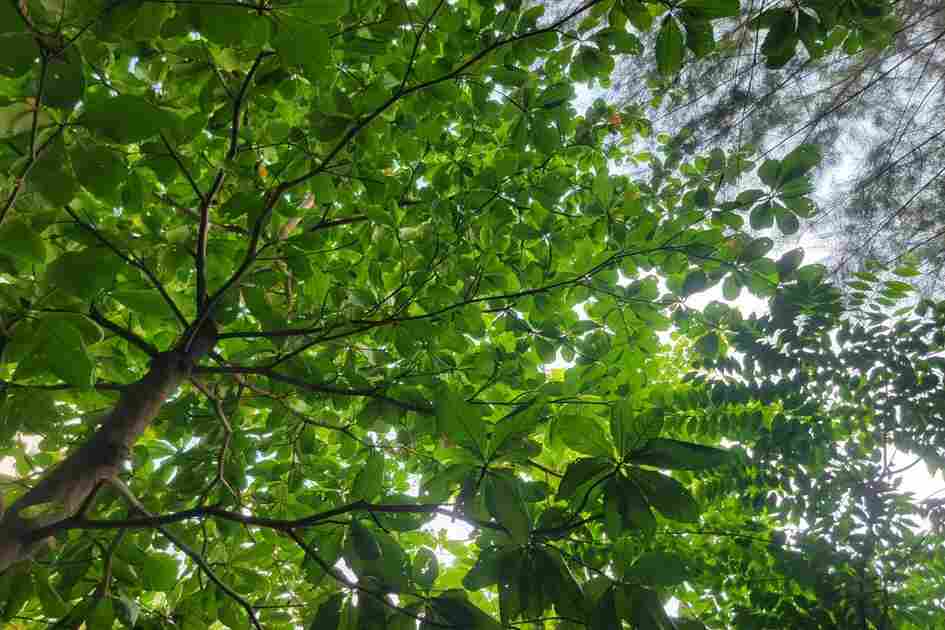 Lautala's Small Forest: A Place of Healing in a Concrete City