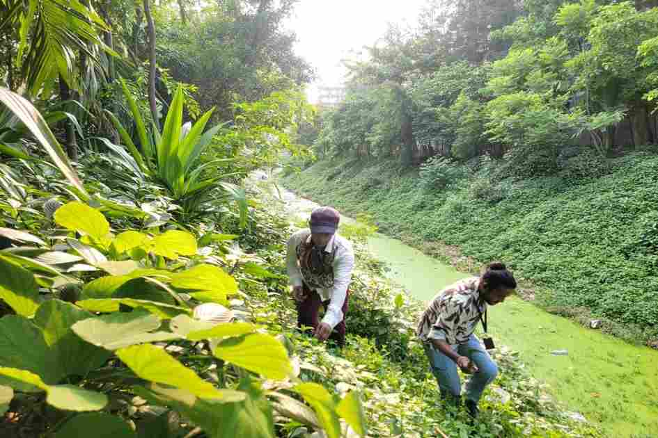 Lautala's Small Forest: A Place of Healing in a Concrete City