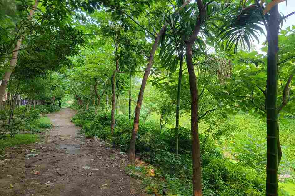 Lautala's Small Forest: A Place of Healing in a Concrete City