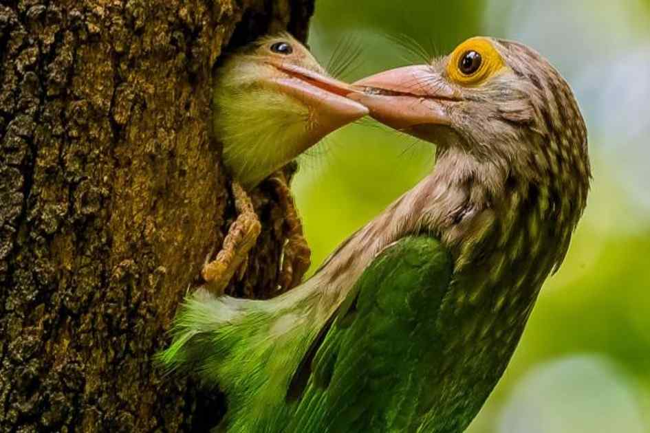 Lineated barbet rings through Bangladesh forests, faces threats