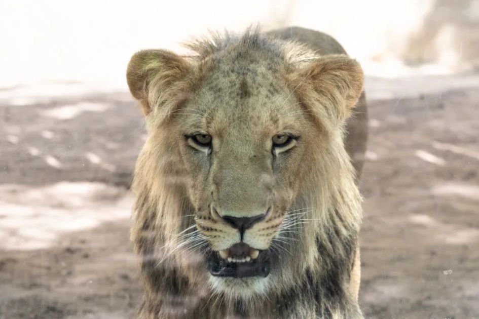 Lion cubs rescued from traffickers relocated to South Africa sanctuary