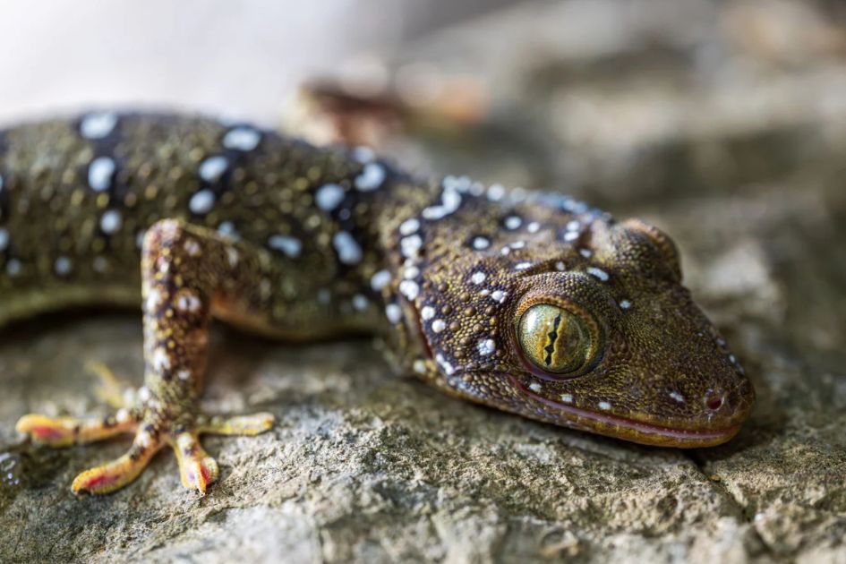 New cave survey in Cambodia reveals viper snake geckos species