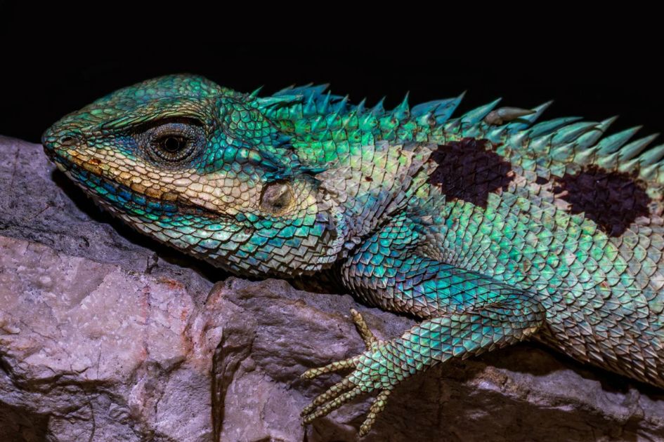 New cave survey in Cambodia reveals viper snake geckos species
